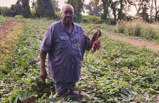 Lester Williams, our farming partner, standing in a lush farm field, holding up a freshly harvested sweet potato plant by its roots.



Lester Williams, our farming partner, standing in a lush farm field, holding up a freshly harvested sweet potato plant by its roots.




Lester Williams, our farming partner, standing in a lush farm field, holding up a freshly harvested sweet potato plant by its roots.




Lester Williams, our farming partner, standing in a lush farm field, holding up a freshly harvested sweet potato plant by its roots.




